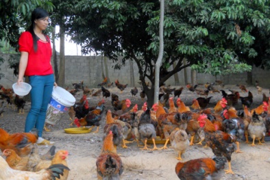 Gà thịt rớt giá mạnh